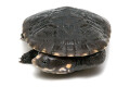 Chelodina gunaleni small form juvenil